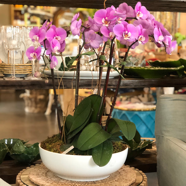 Pot de fleurs rond pour orchidées - Coubi DUOW - 13 cm - Transparent - –  Garden Seeds Market